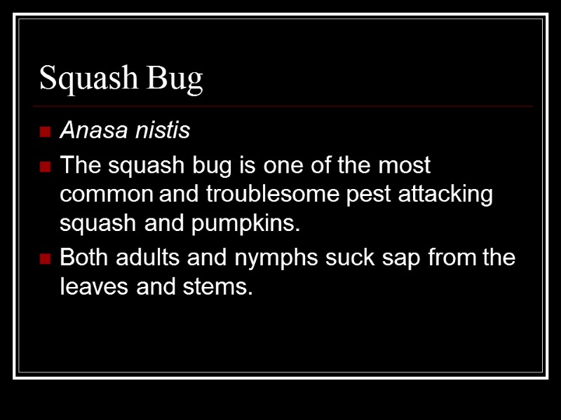Squash Bug Anasa nistis The squash bug is one of the most common and